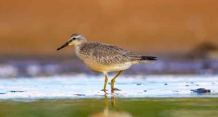 Red Knot Bird