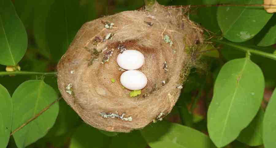 Hummingbird Eggs