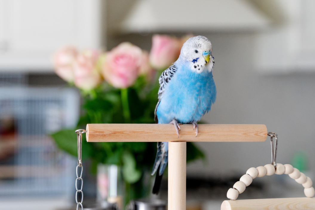 blue pet bird sitting on branch bird names