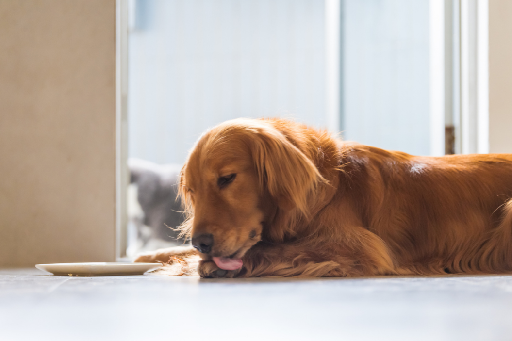 dog licking paws