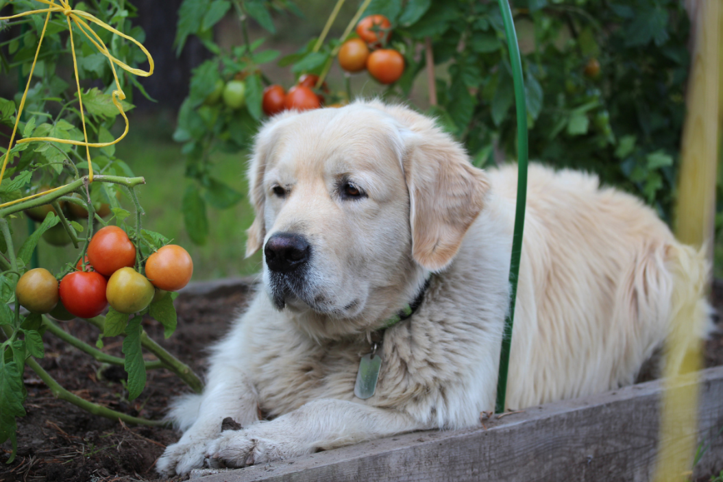 can dogs eat tomatoes