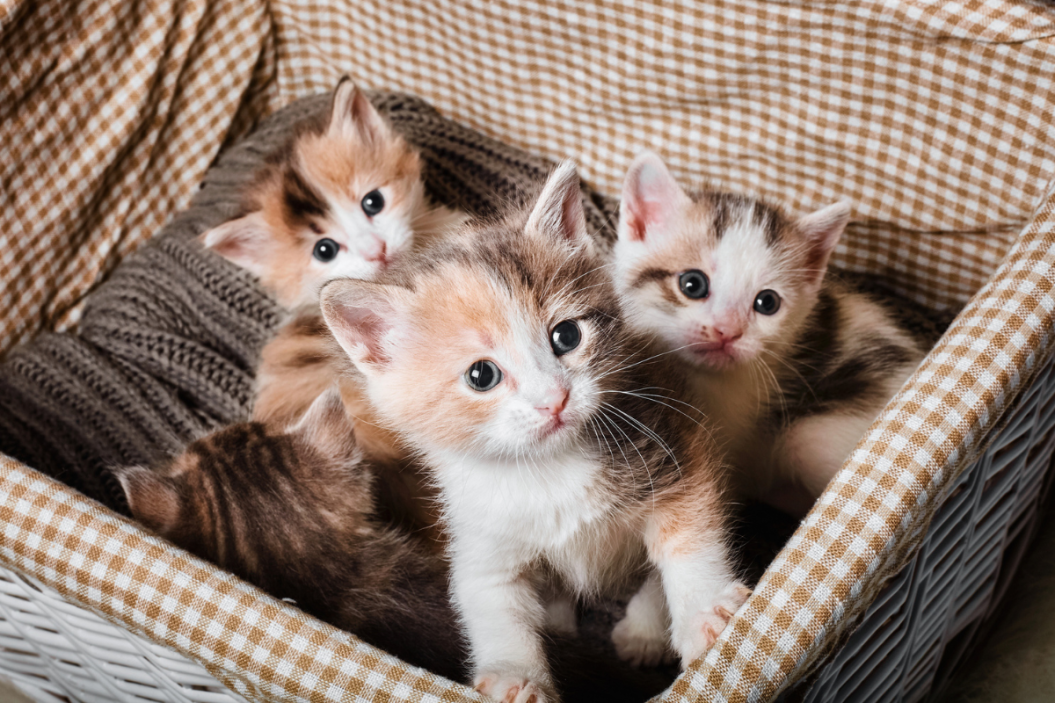 kittens in box