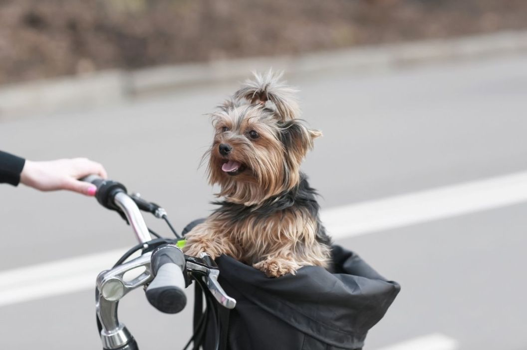 dog bike basket