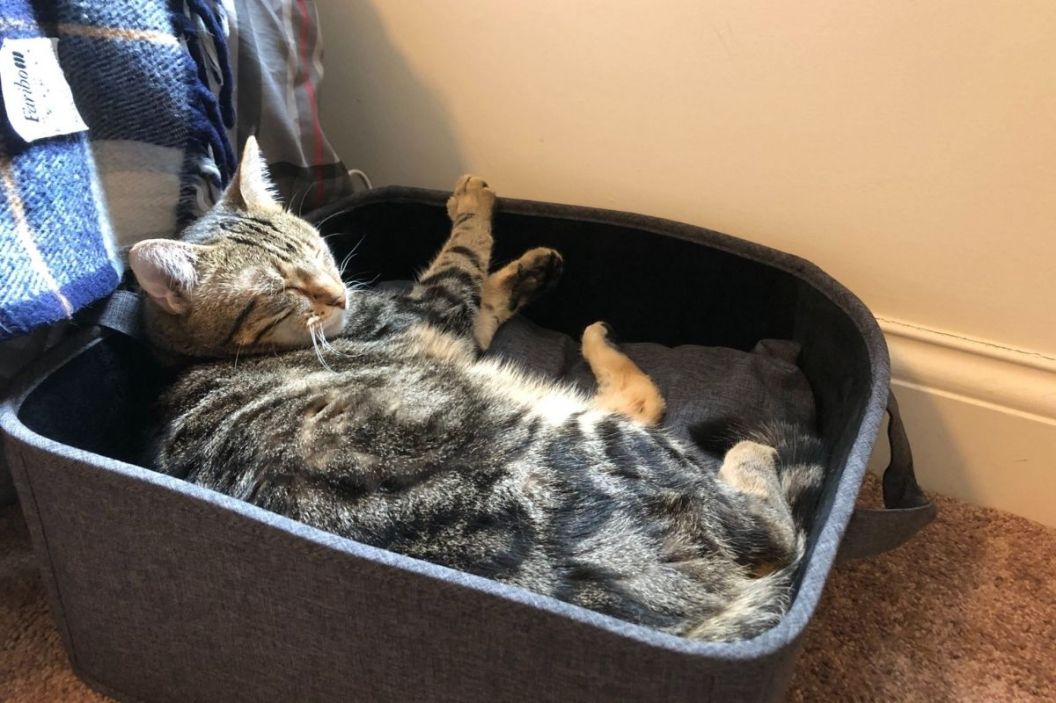 heated cat bed