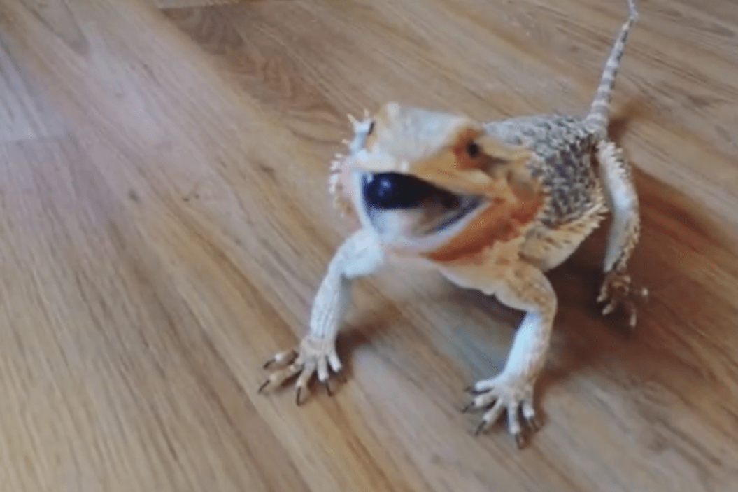 Frankie the bearded dragon eating a blueberry.