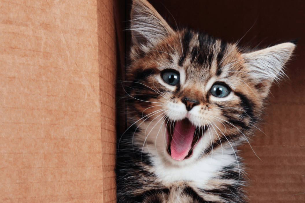 cat puns