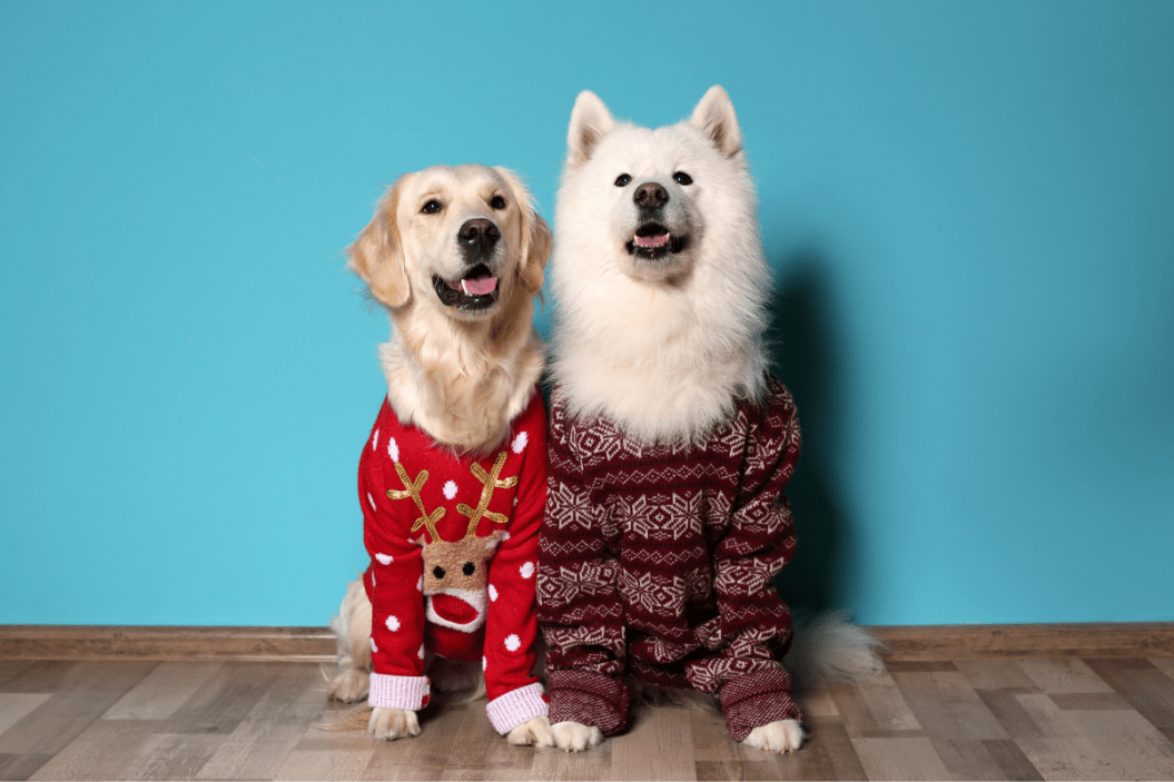 dogs in christmas sweaters