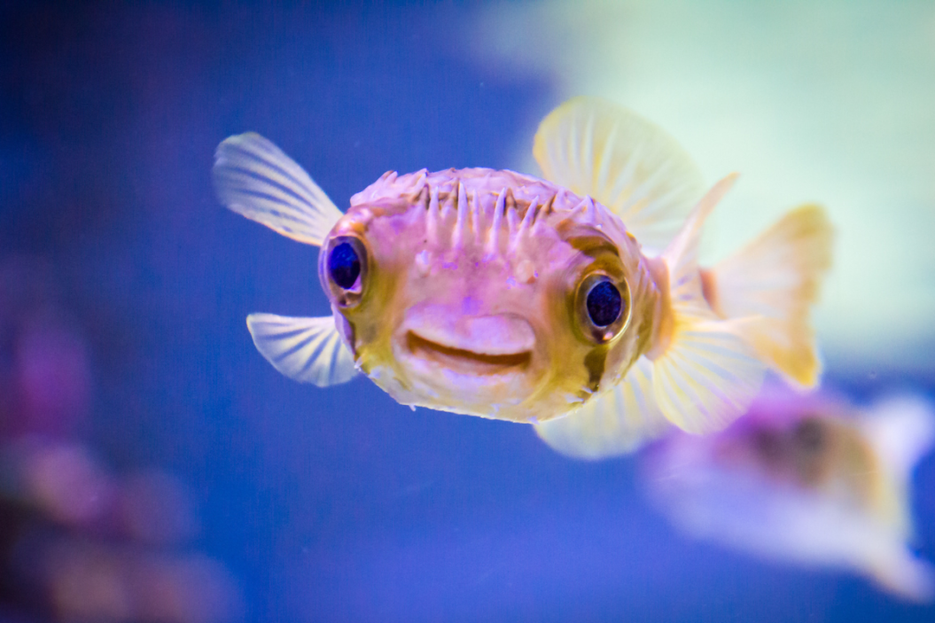 Happy porcupine fish