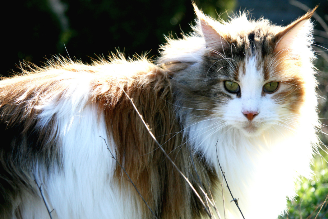 Maine Coon Cat stands in a field