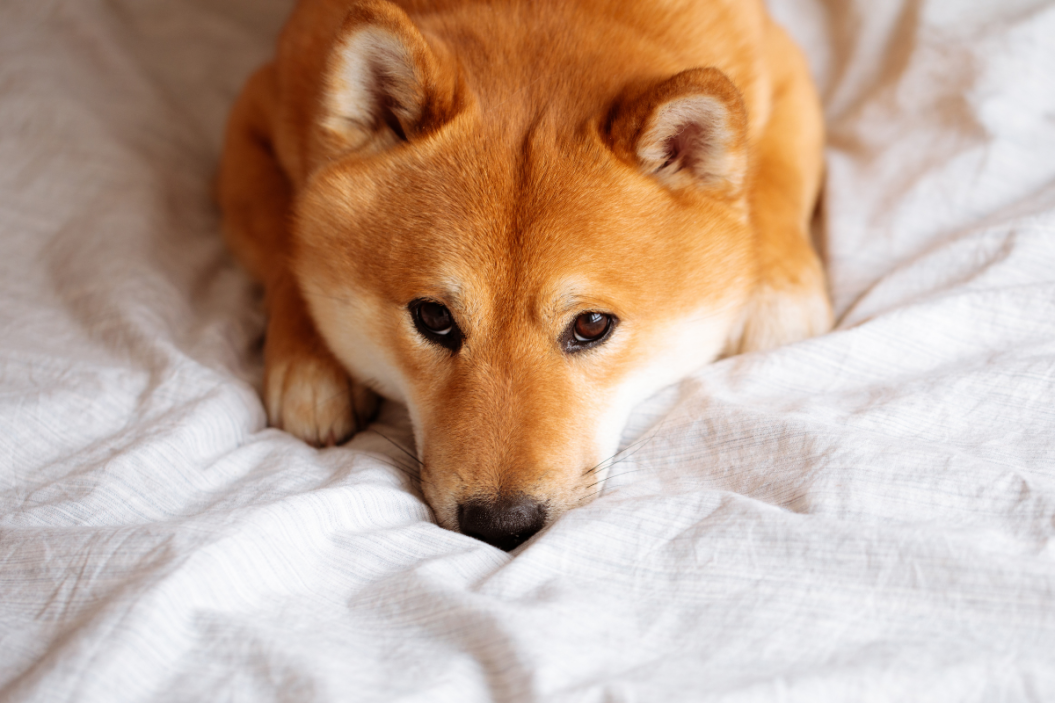 shiba inu dog