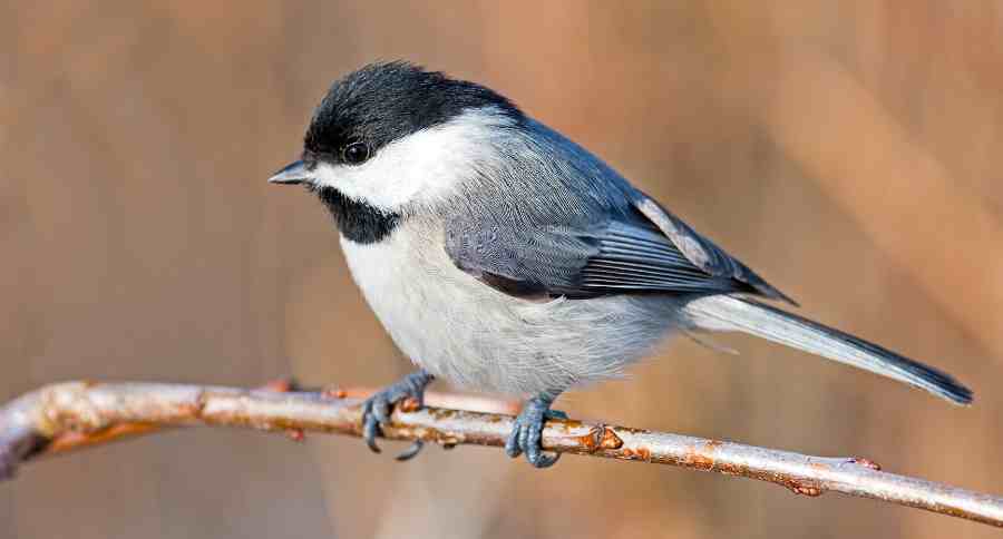 Carolina Chickadee