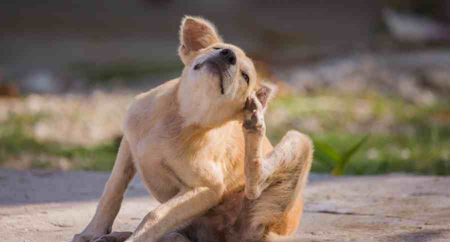 Itchy Dog
