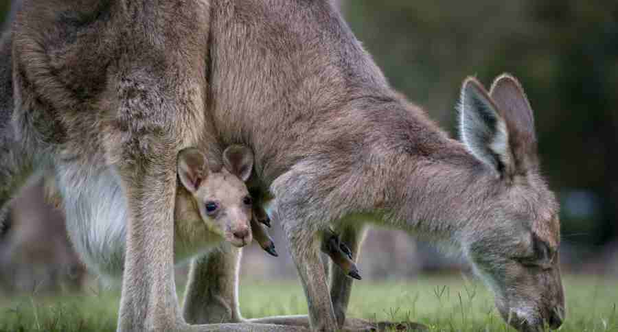 Kangaroo