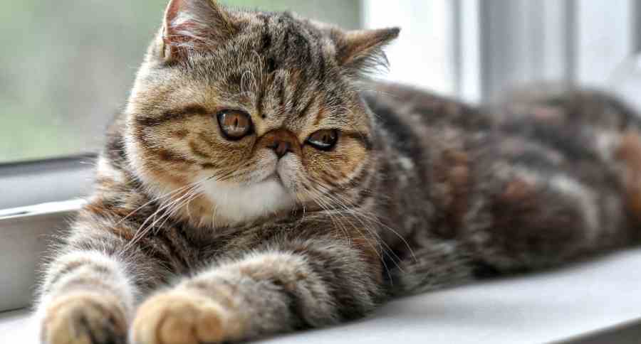 Exotic Shorthair