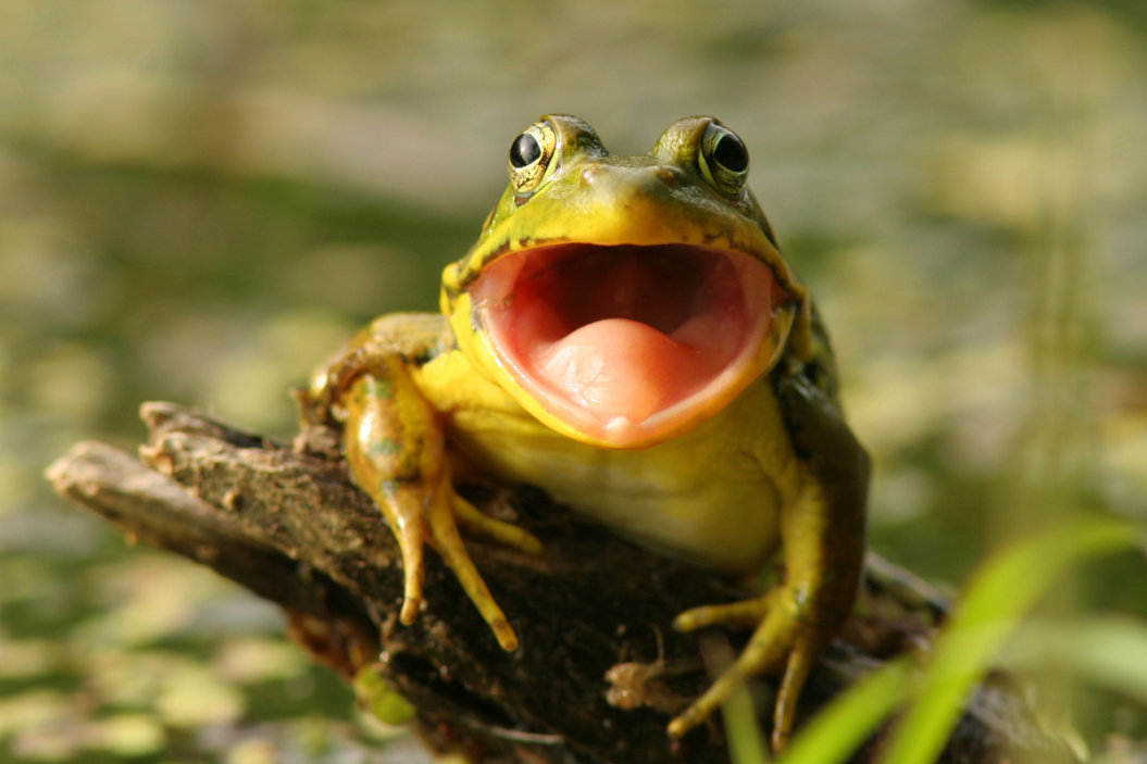 laughing amphibian