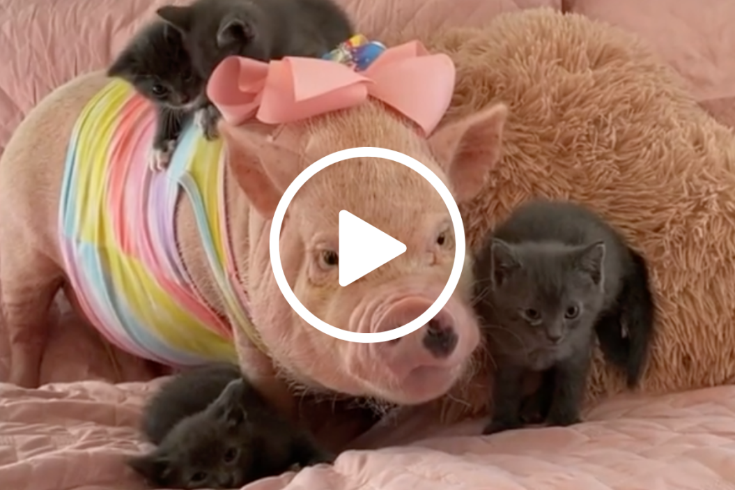 pet pigs and cats