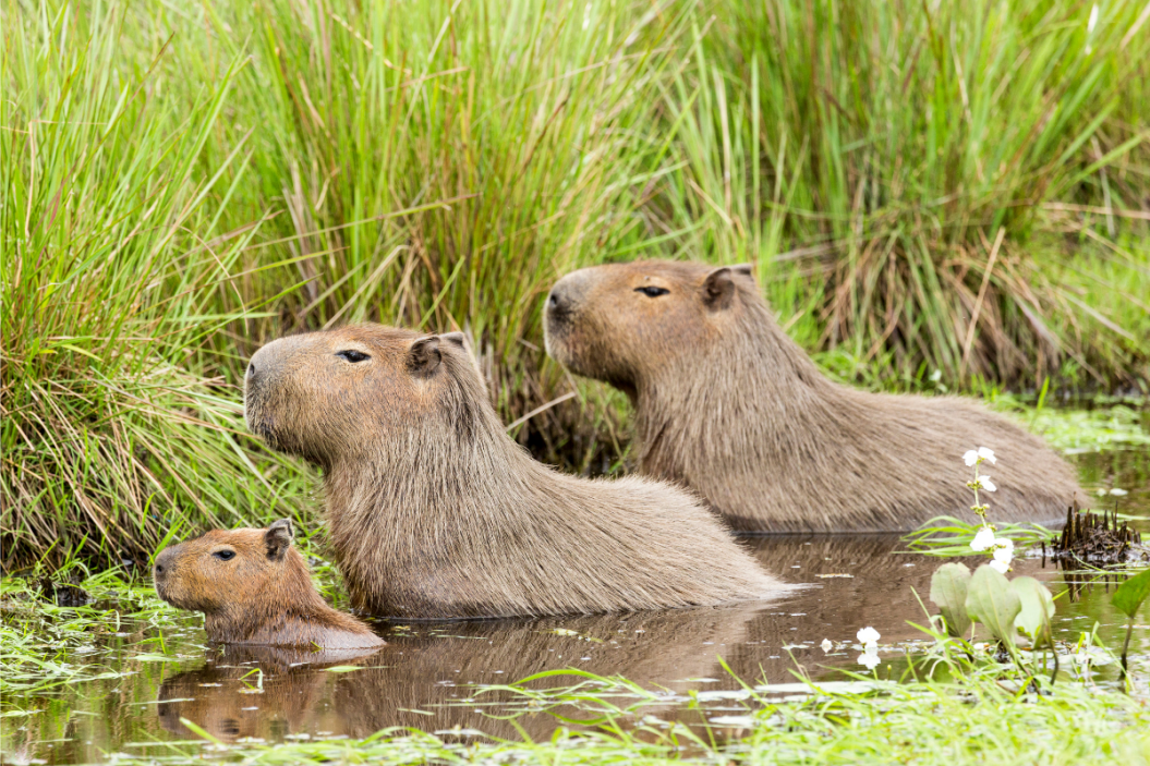 capybara pet