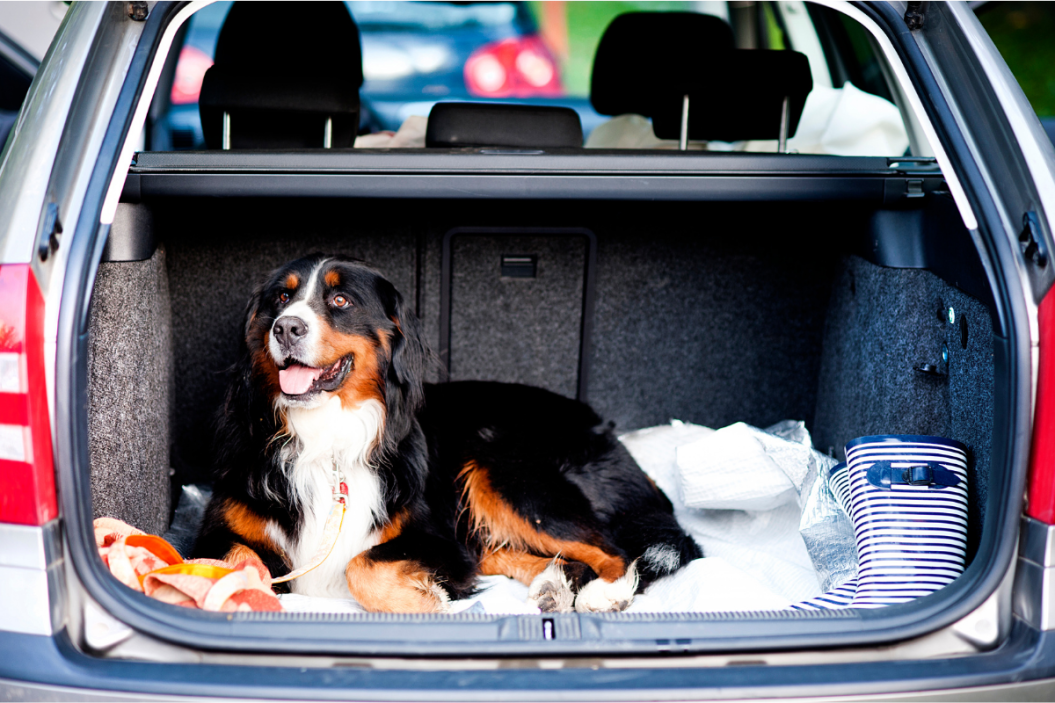 road trip with your dog