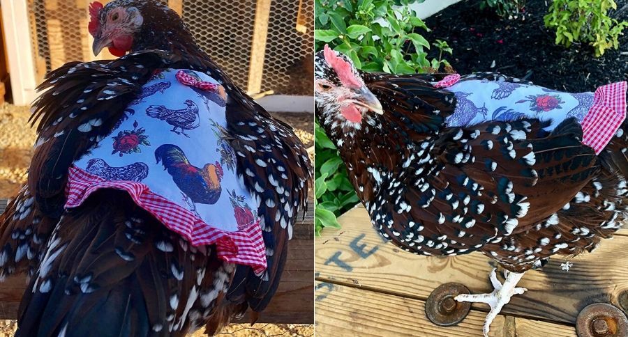 Chicken Couture