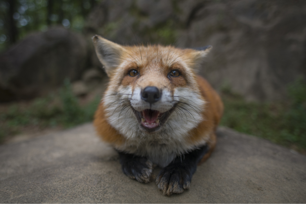 Pet fox smiles for the camera.
