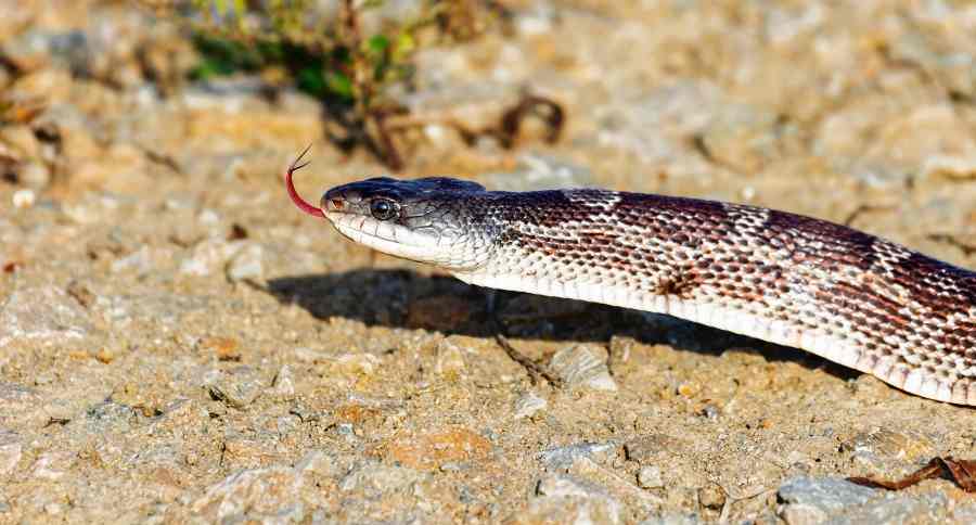 Texas Rat Snakes