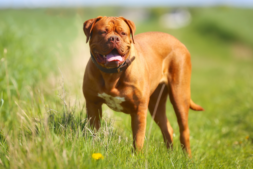 What kind of dog is hooch