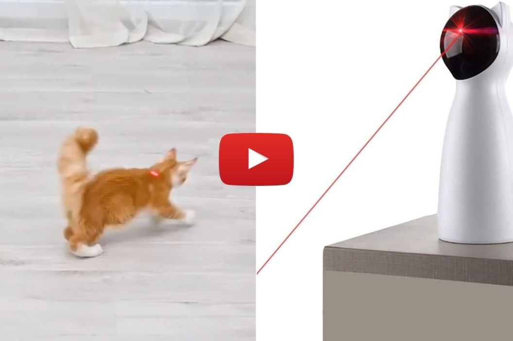 cat laser toy