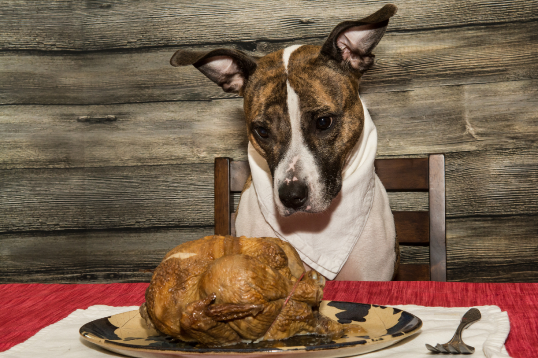 Can Dogs Eat Turkey