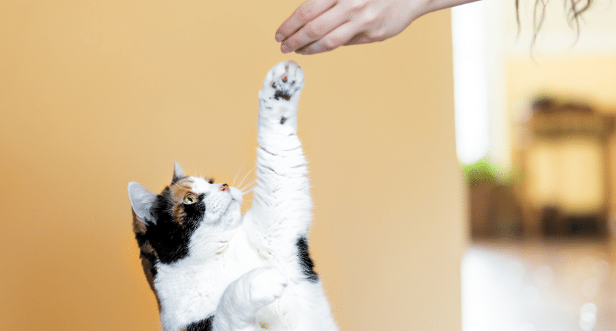 Cat Treat (1)