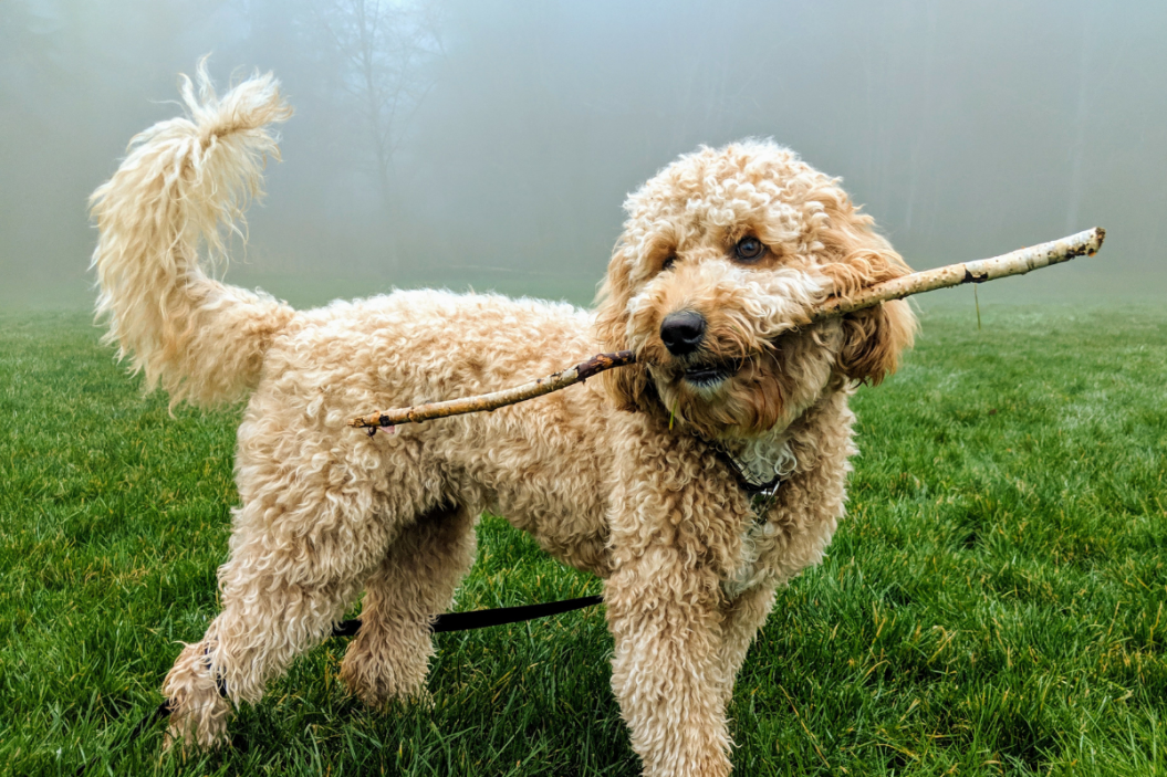 Goldendoodle vs Labradoodle