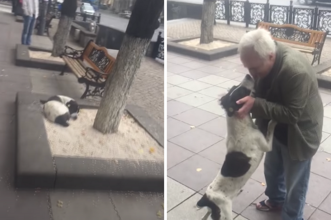 Man finds his lost dog in the street after 3 years