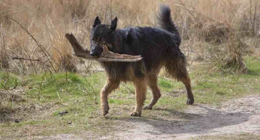 King Shepherd