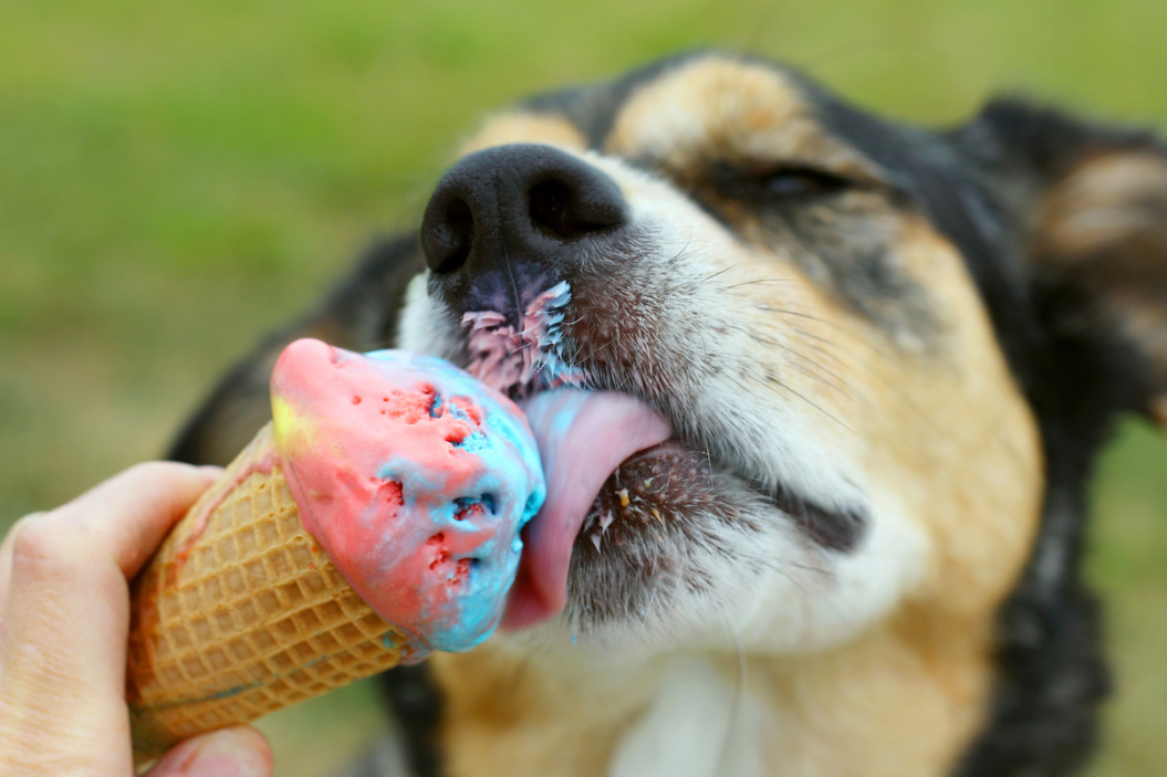 dog ice cream recipe