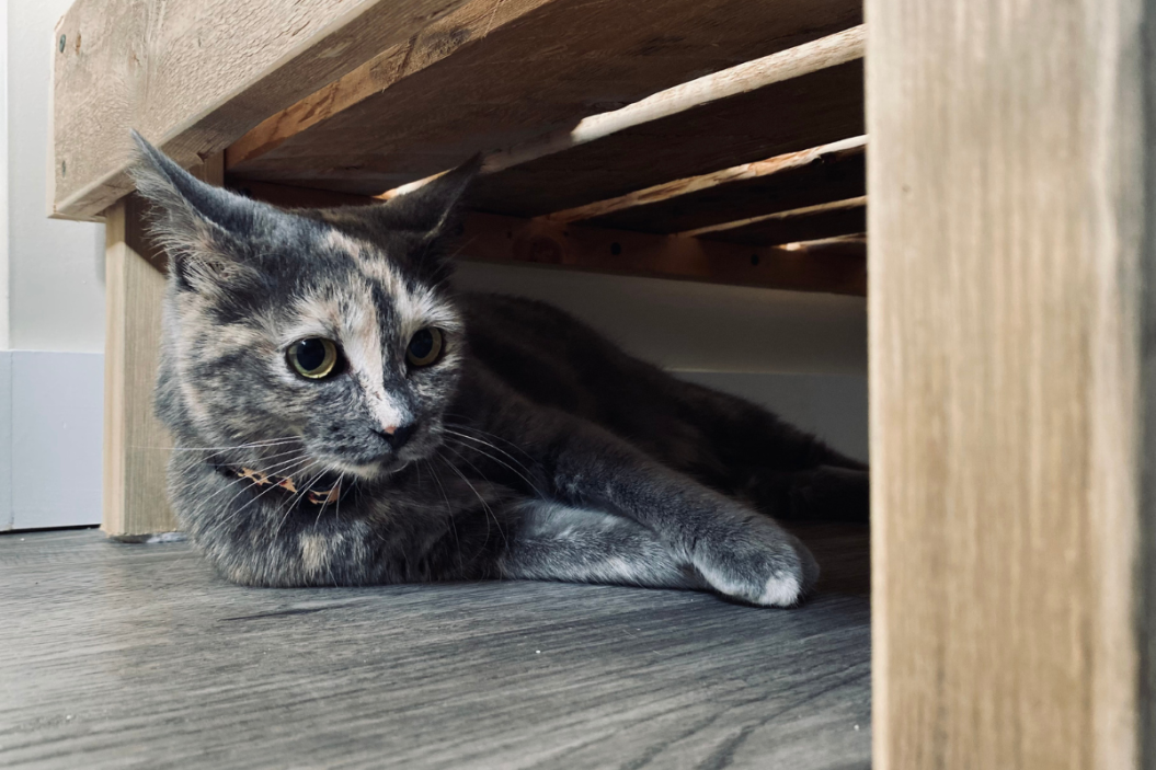 calico hiding under shelf