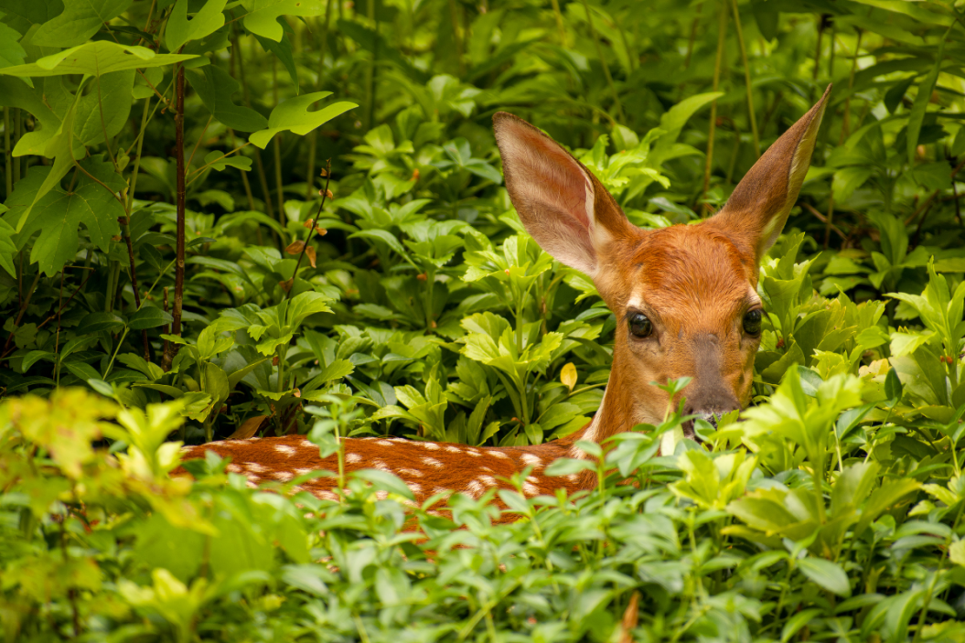 baby deer