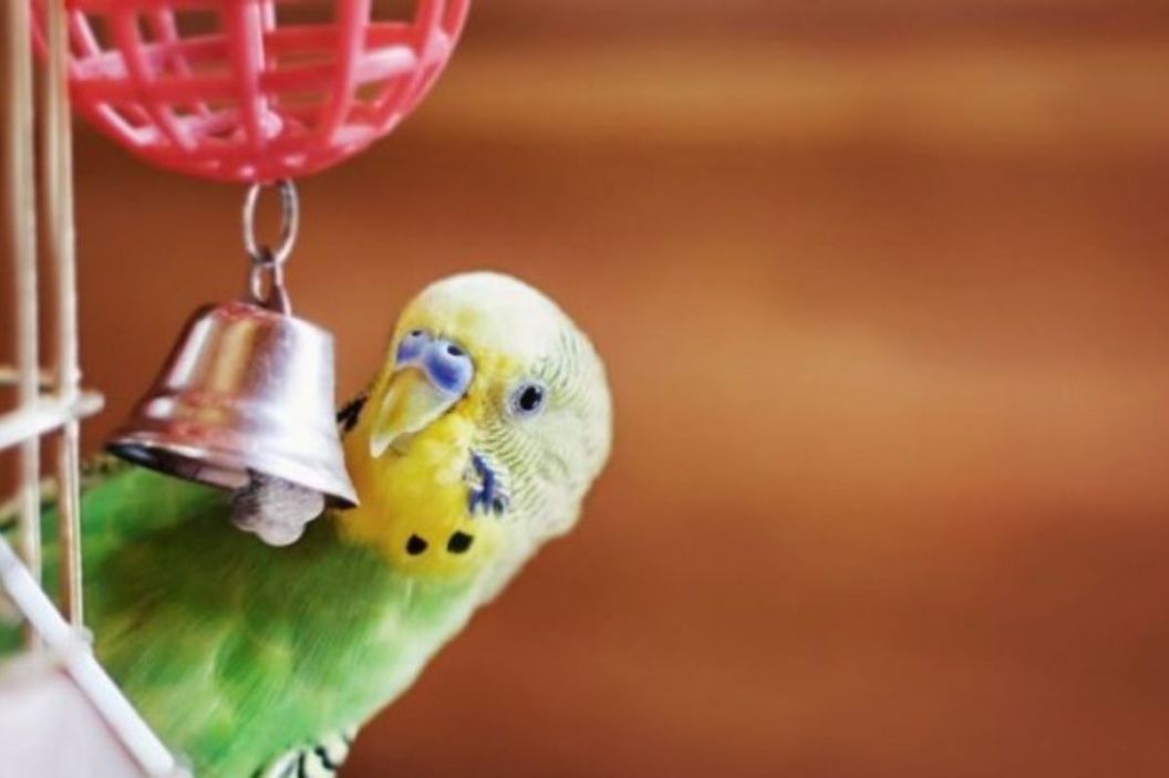 parakeet toy