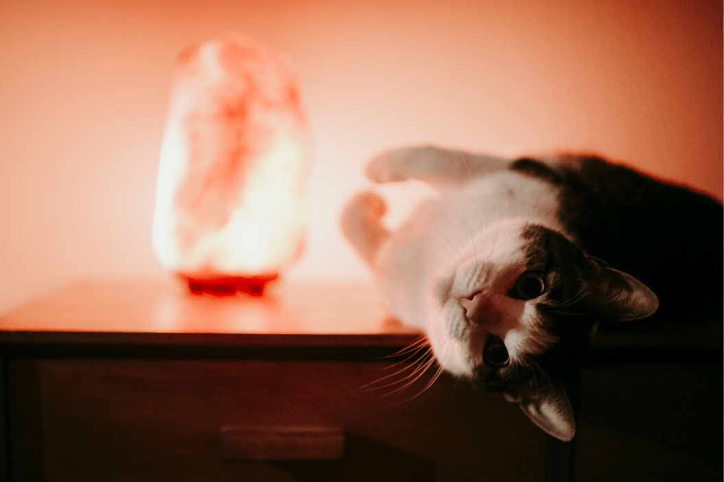 Cat lays back on table with salt lamp nearby.