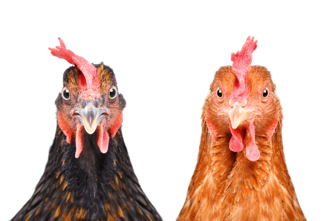 Two chickens hanging out together