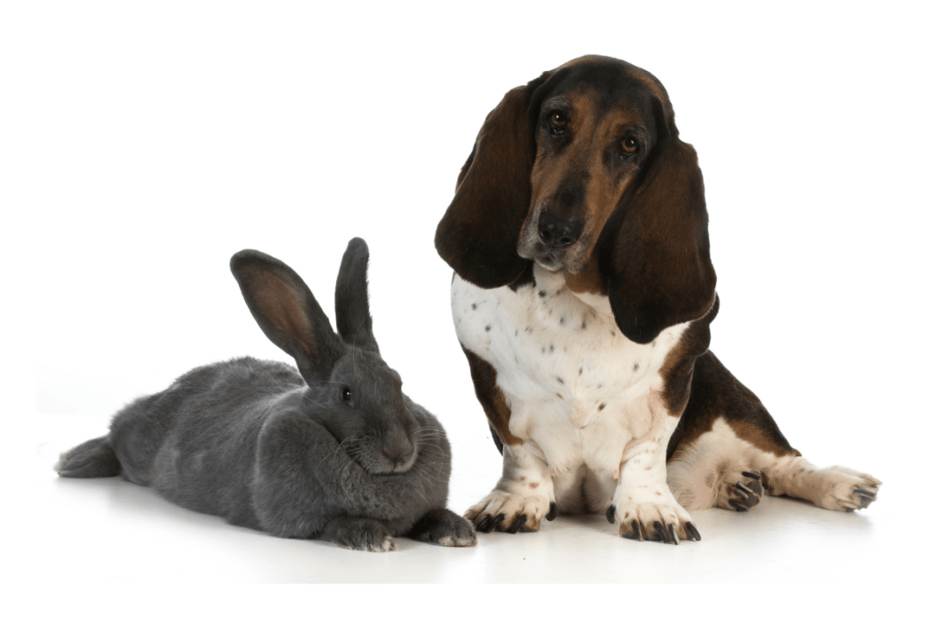 Flemish rabbit sits next to a dog.