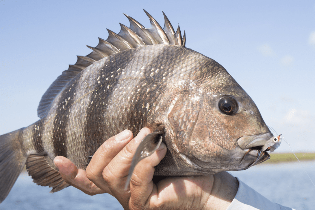 Sheepshead Fish