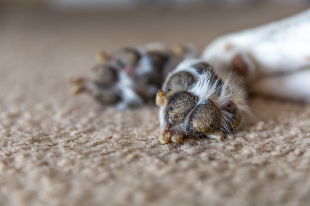 diy dog paw balm