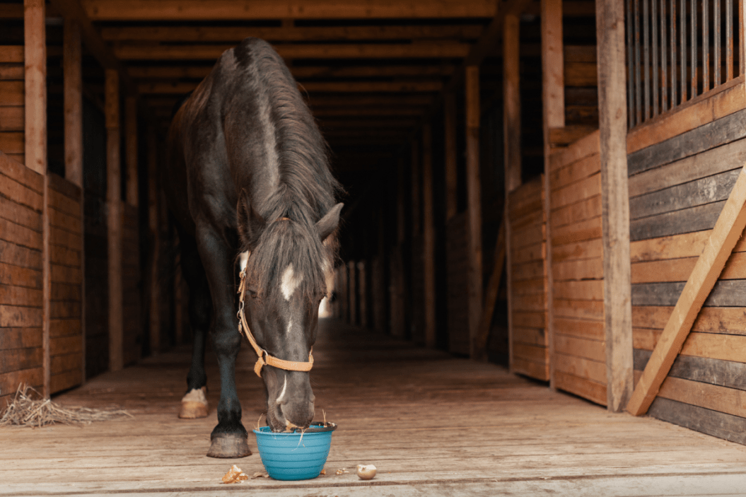 how much do horses cost