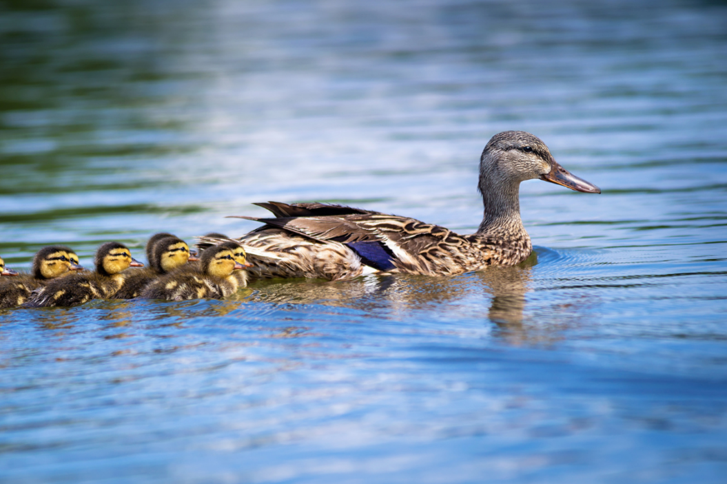 What is a group of ducks called