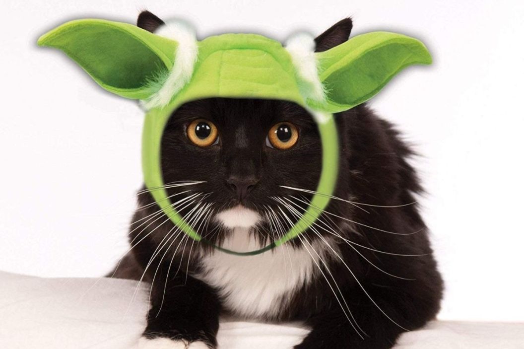 cat halloween costume