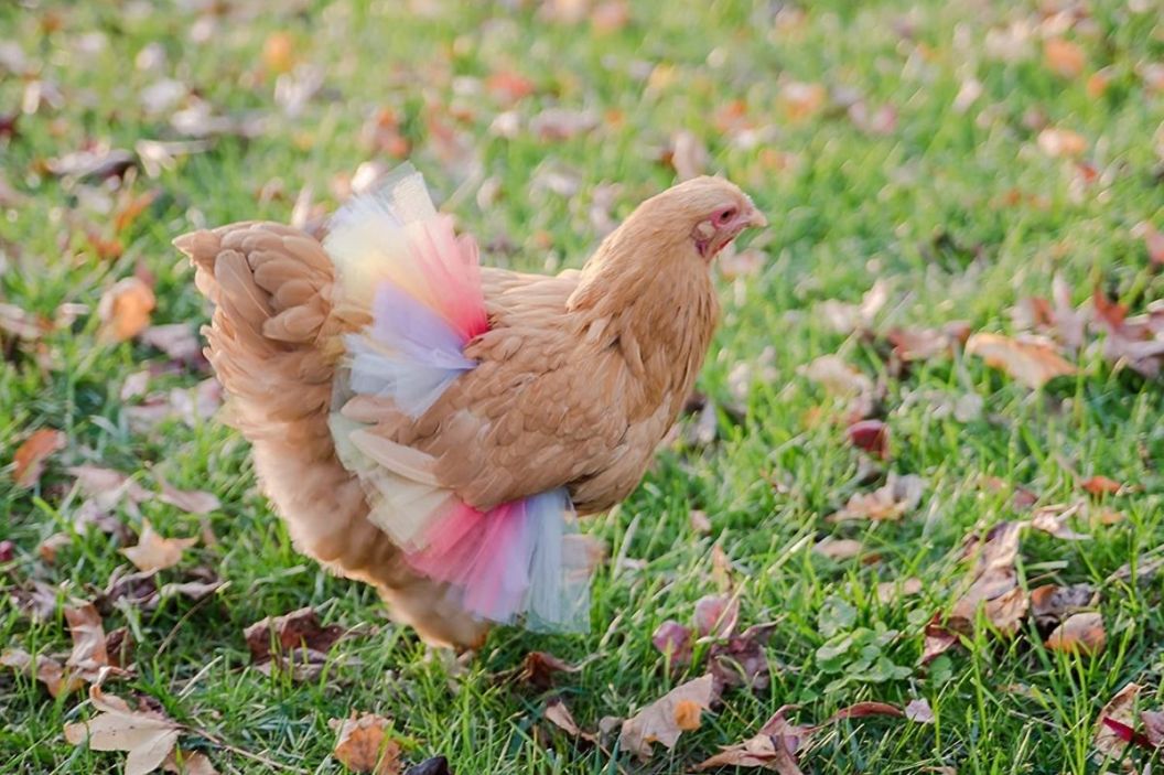 chicken tutu