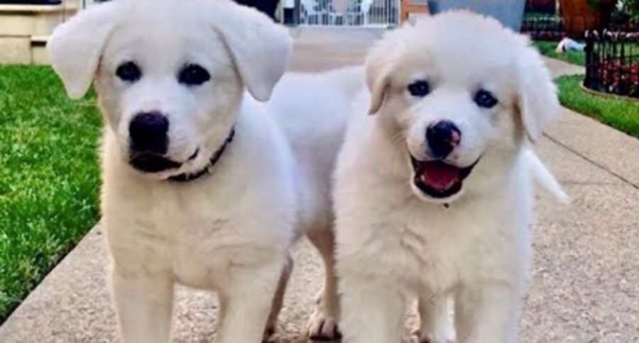 dogs