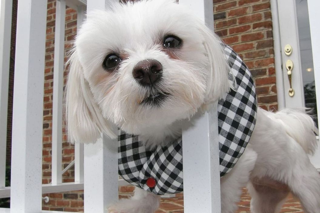 puppy bumper
