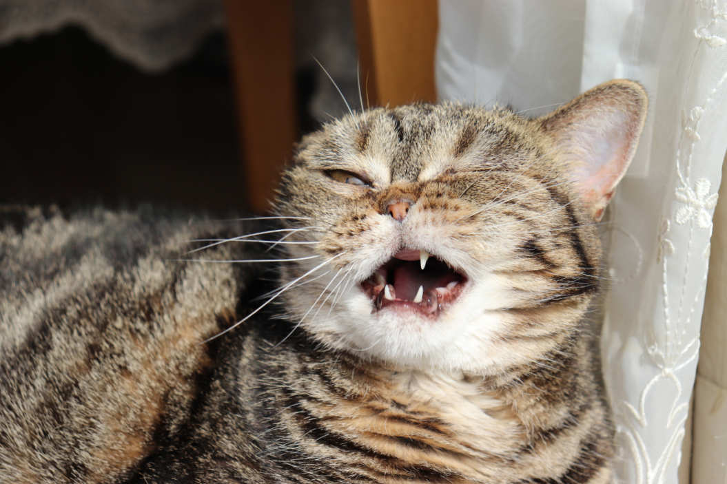 Cat Sneezing