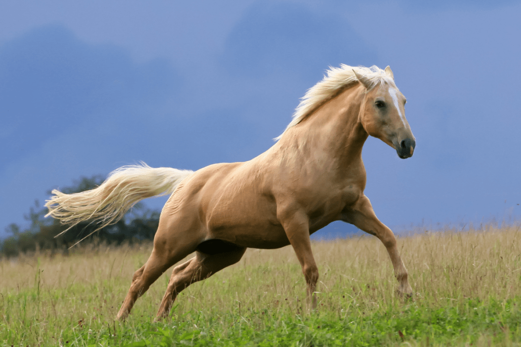 Palomino Horses