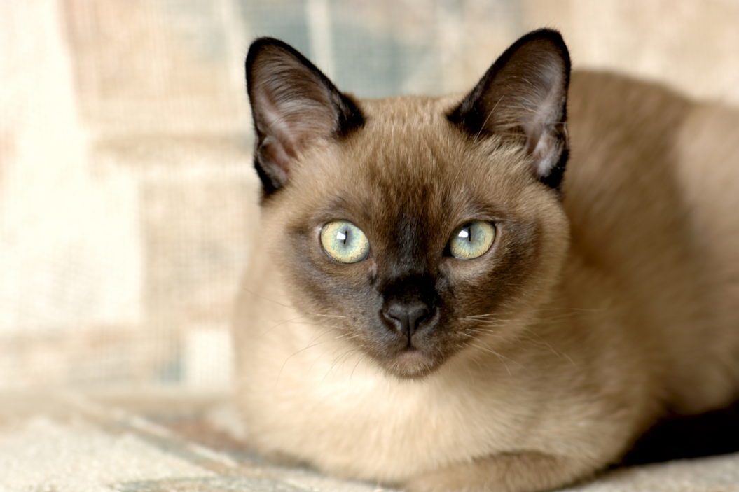 Tonkinese Cat Breed